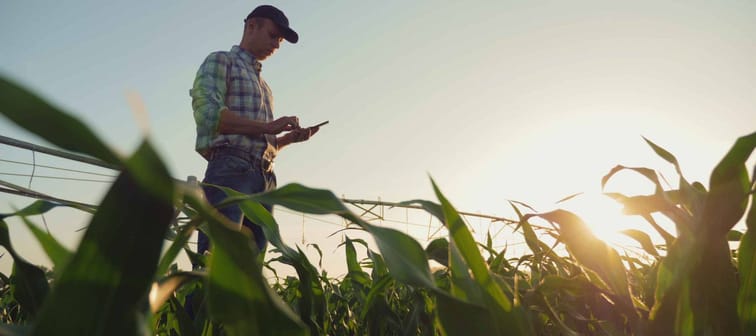 Young farmer working in a cornfield, inspecting and tuning irrigation center pivot sprinkler system on smartphone.