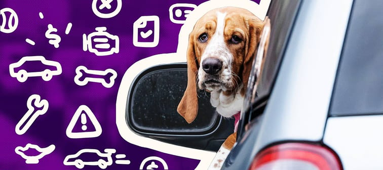 Dog looking at camera with head out of a car window with a purple background with white cartoon drawings on it.