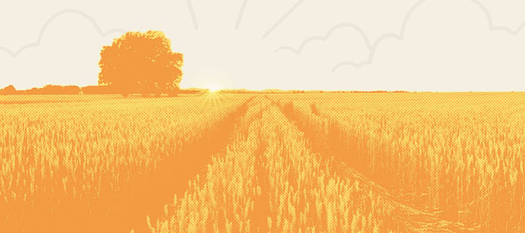 Gold wheat flied panorama with tree at sunset, rural countryside