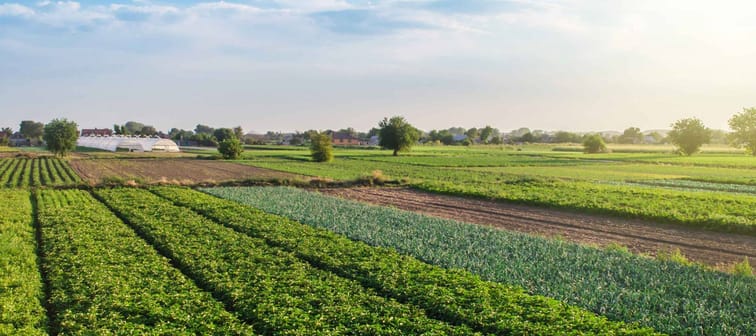 Landscape of green potato bushes plantation. Agroindustry and agribusiness. Wonderful european summer countryside landscapes. Growing food on farm. Aerial view Beautiful countryside farmland.