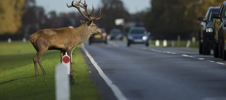 Red deer stag crossing a busy road in rush hour