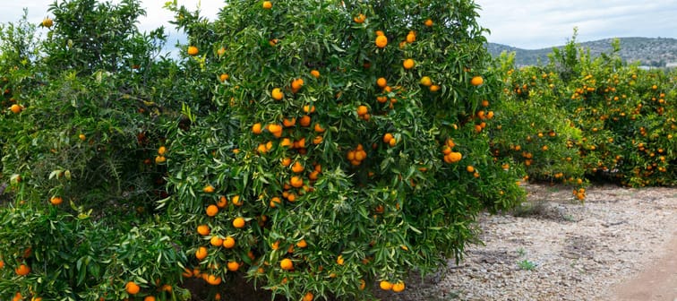 Orange grove on farm