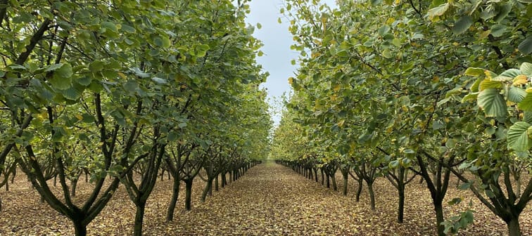 FarmTogether's Shumaker Hazelnut Orchard - Crowdfunding Property
