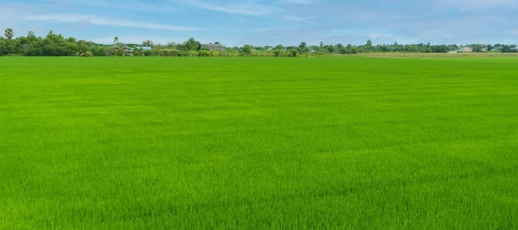 Beautiful view of green wide rice paddy fields and cloudy sky behind