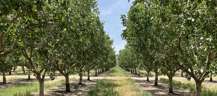 FarmTogether's Sierra Foothills Pistachio Orchard - Crowdfunding Property