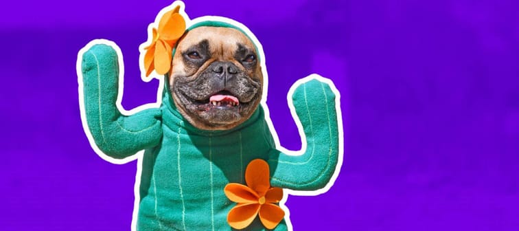 Frenchie dressed in a cactus costume, smiling