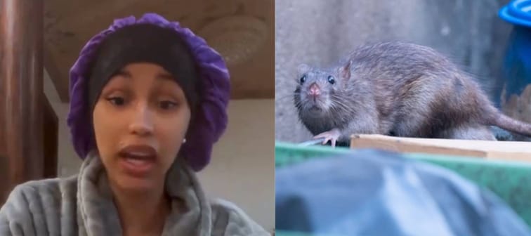 Image of Cardi B in a purple bonnet seen beside a photo of a rat on a garbage can.