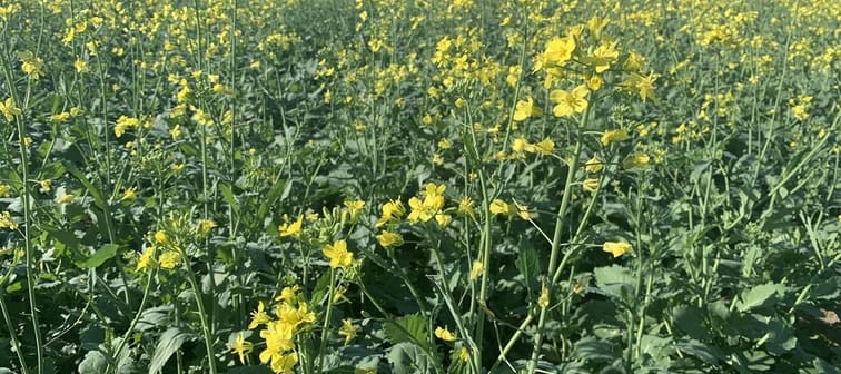 Winter canola is seen in an undated handout photo at an Ontario farm. 