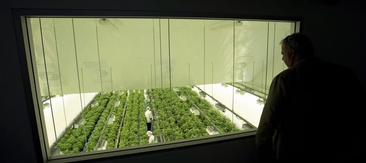 Staff work in a marijuana grow room at Canopy Growth's Tweed facility in Smiths Falls, Ont., on Thursday, Aug. 23, 2018. Canadian cannabis stocks are soaring after the U.S. Drug Enforcement A