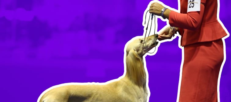 sight hound being fed a treat by their handler at a dog show