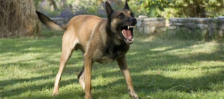 picture of an aggressive purebred belgian sheepdog malinois