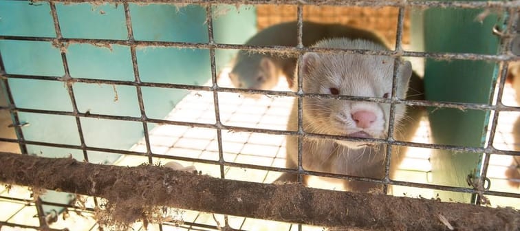 A mink is shown in a pen at a farm in Ontario on Thursday, July 9, 2015. 