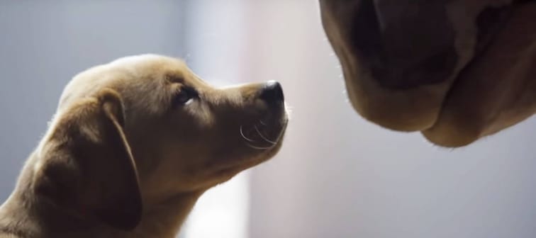 Puppy Love commercial