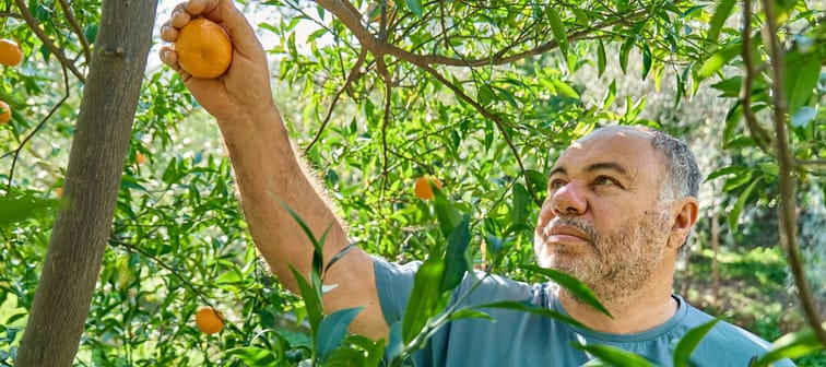 Florida’s famous product is shrinking in supply, and the broad impact could be huge.