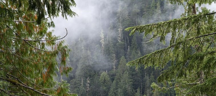 The clouds move among the old growth forest in the Fairy Creek logging area near Port Renfrew, B.C. Tuesday, Oct. 5, 2021. The Green Party is decrying a 60-day sentence handed to its deputy l