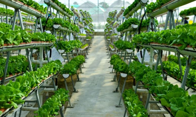 3 Vertical Farming Stocks to Consider Investing in Feeding the World ...