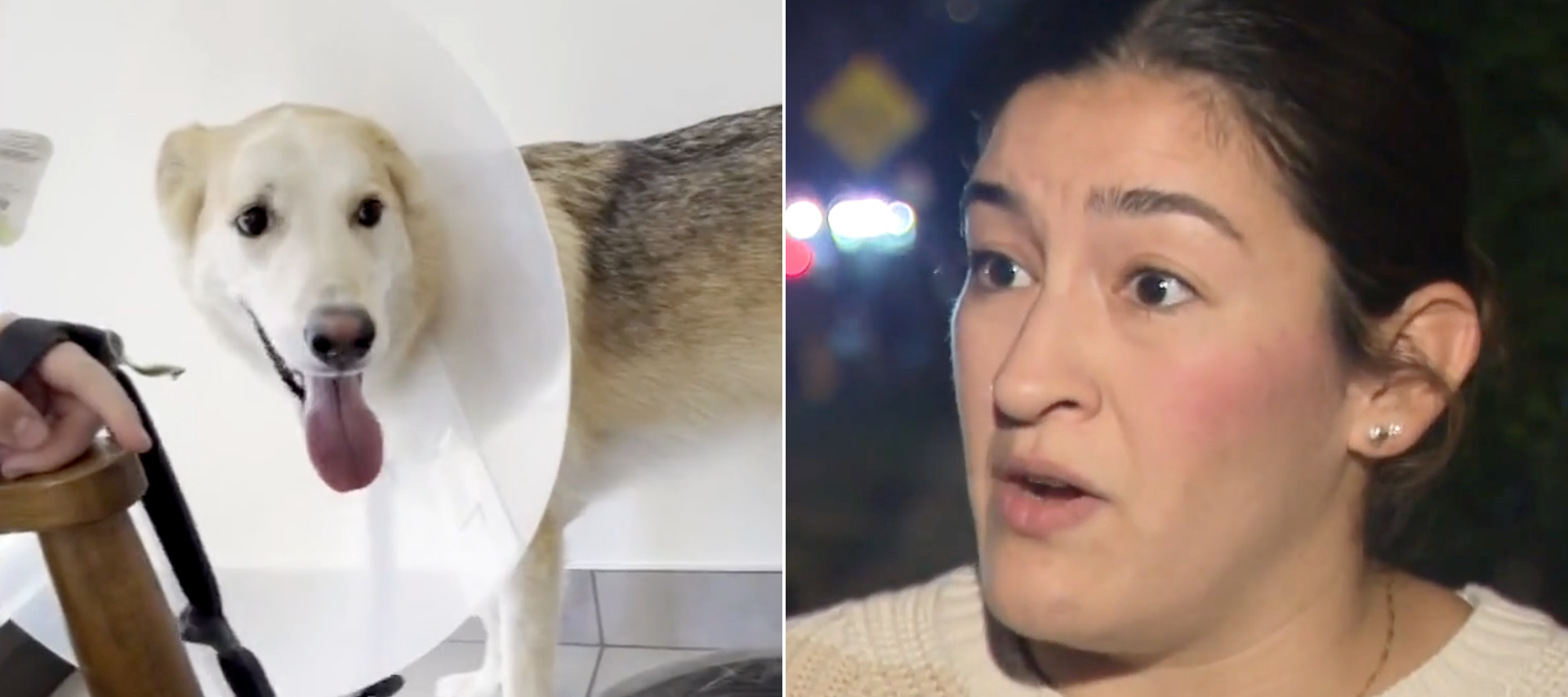 The cost of owning a pet in today's economy is going up.