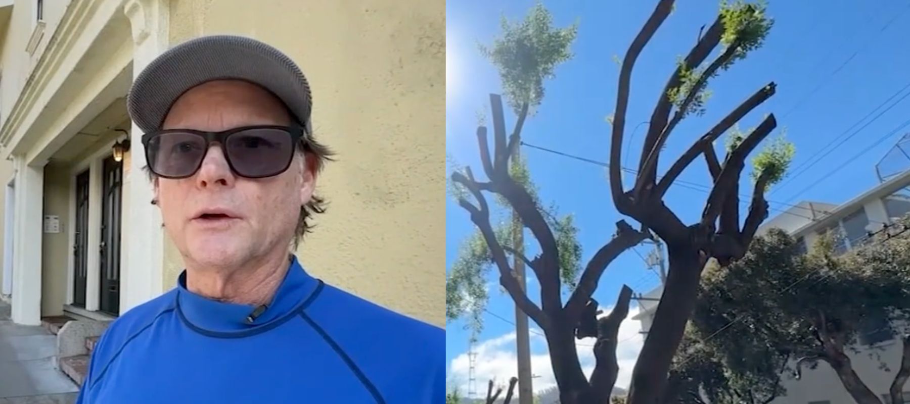 Image of man being interviewed beside an image of pruned trees