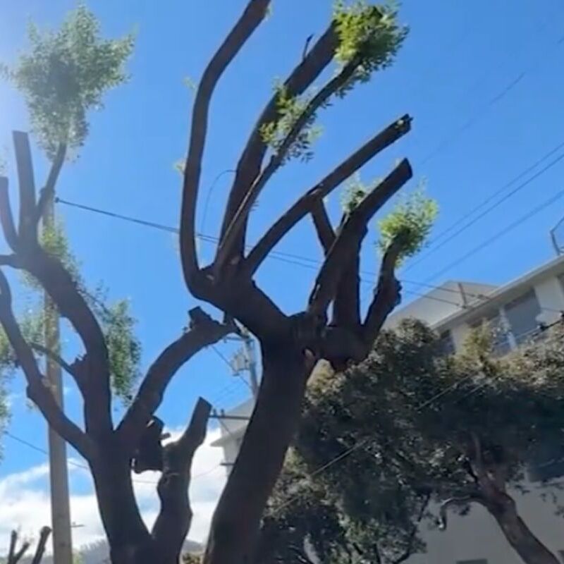 Image of man being interviewed beside an image of pruned trees