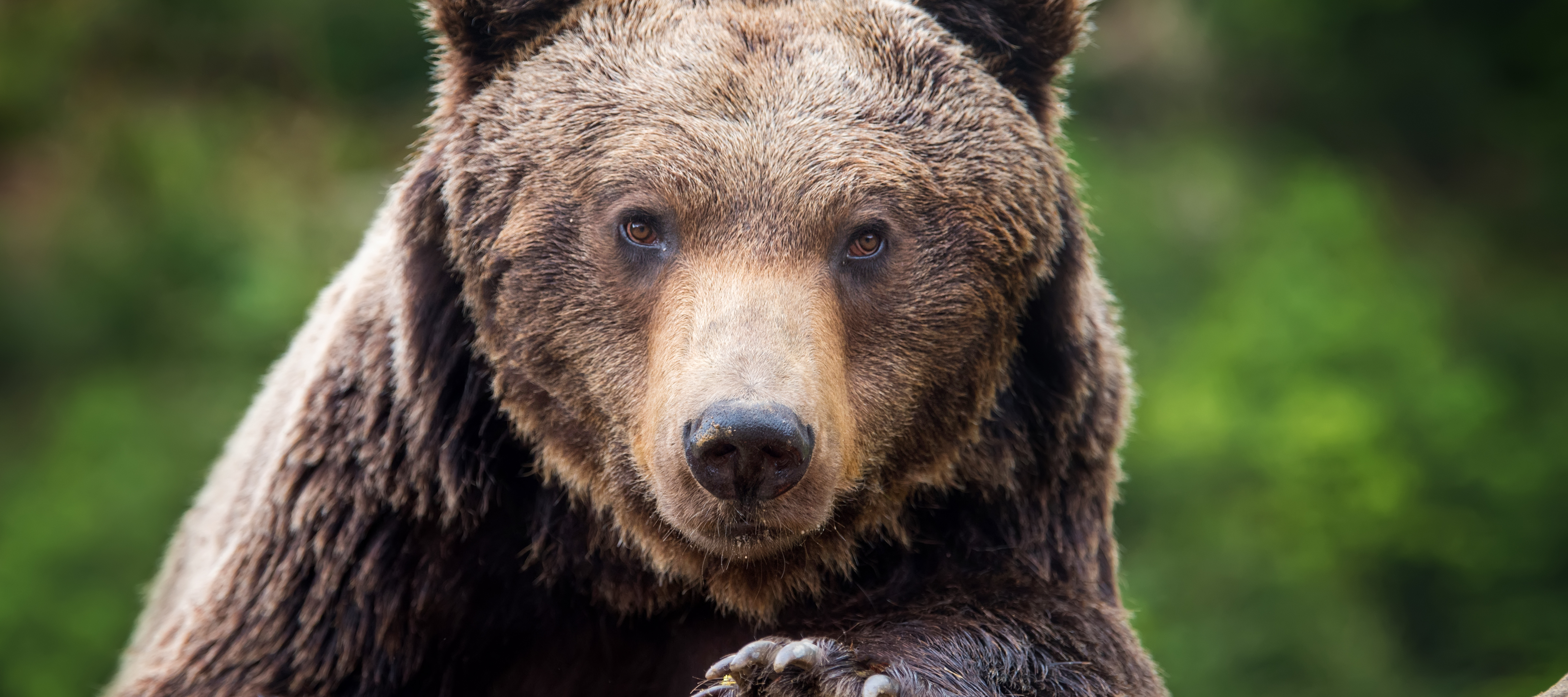 A close up of a brown bear in the wild, showcasing its face as it leans on a log.