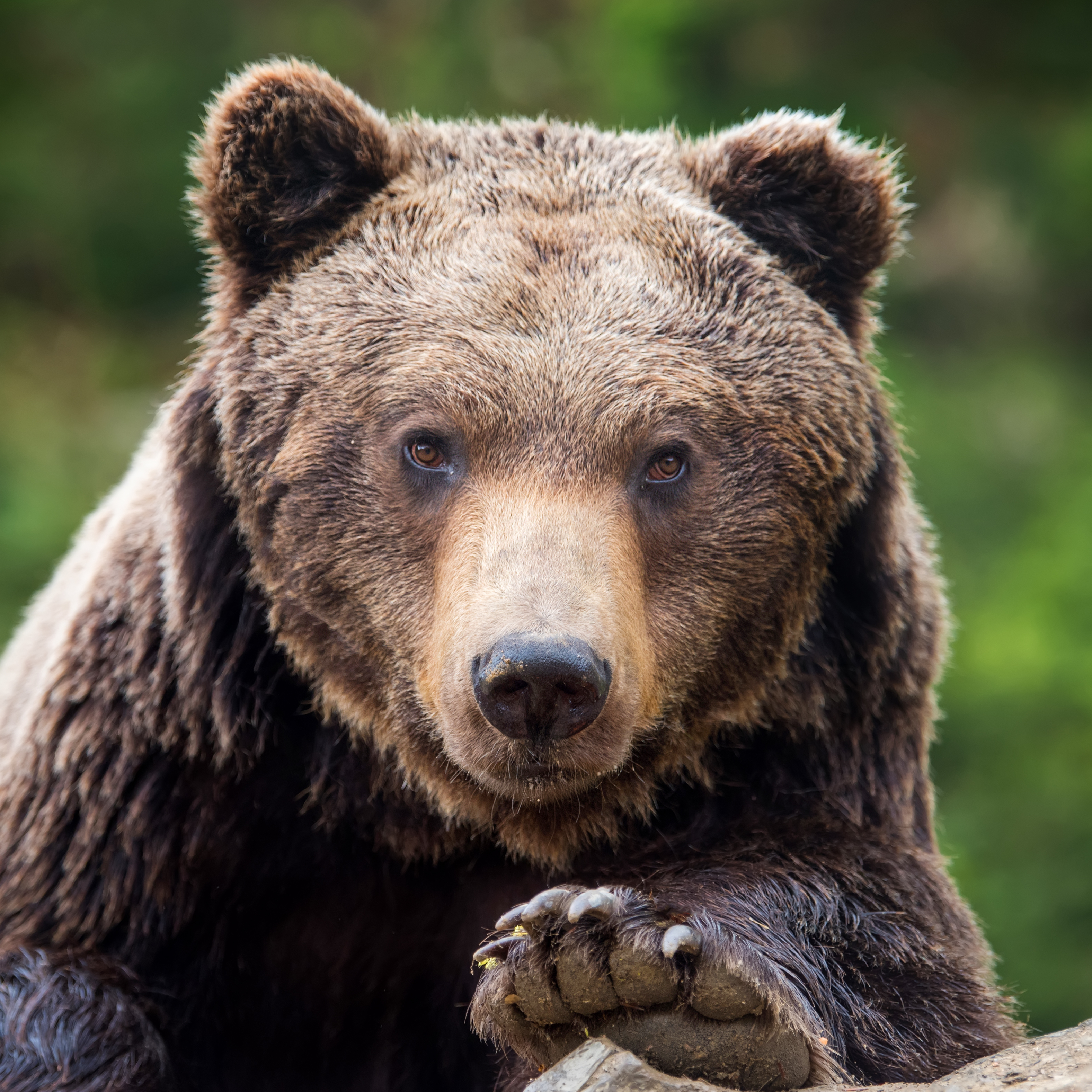 A close up of a brown bear in the wild, showcasing its face as it leans on a log.