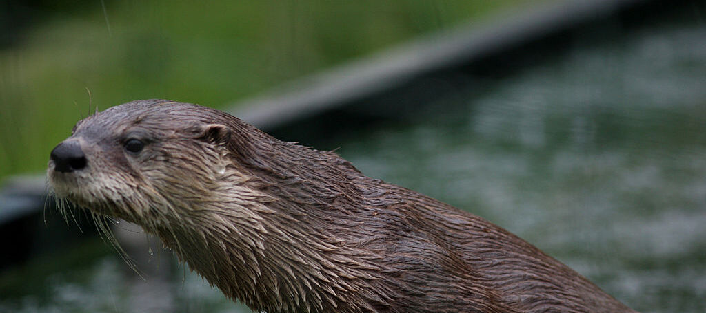 Photo of an otter