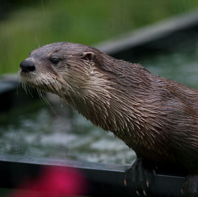 Photo of an otter