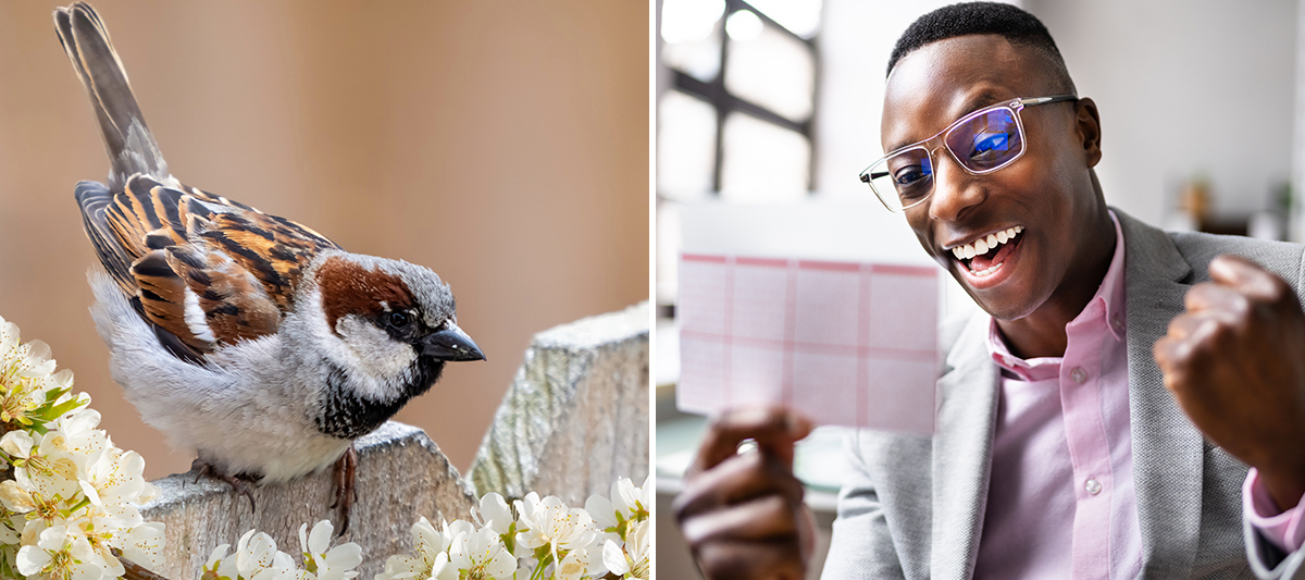 A two columned photo featuring a house sparrow in the first image and a happy man celebrating his lottery win.