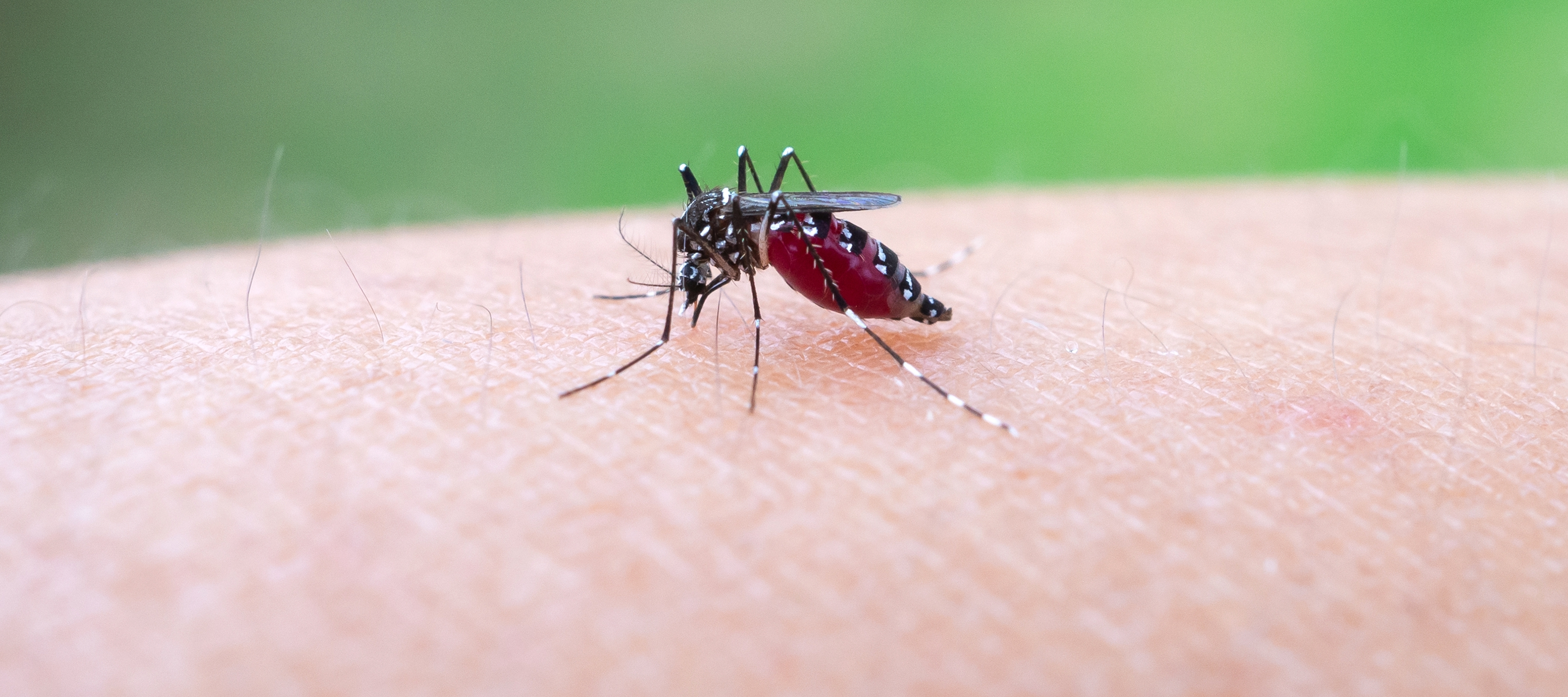 One mosquito bite can trigger a serious allergic reaction.