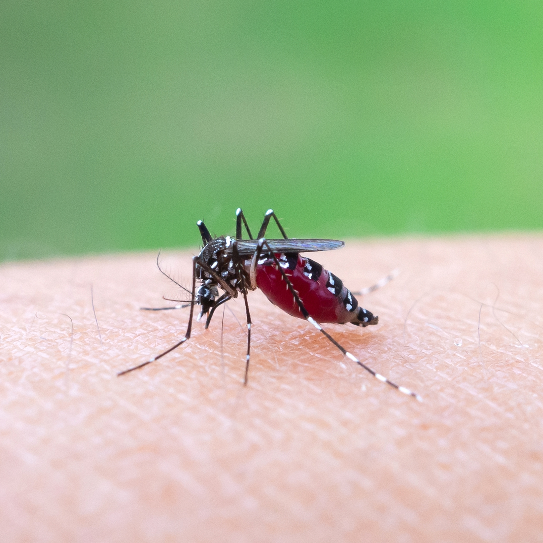 One mosquito bite can trigger a serious allergic reaction.