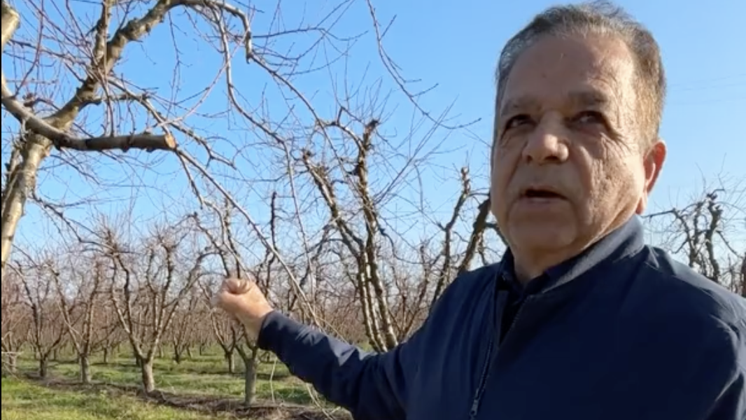 California peach farmer forced to rip up 9-year-old trees worth $12,500/acre after Del Monte bankruptcy strands $550M in contracts