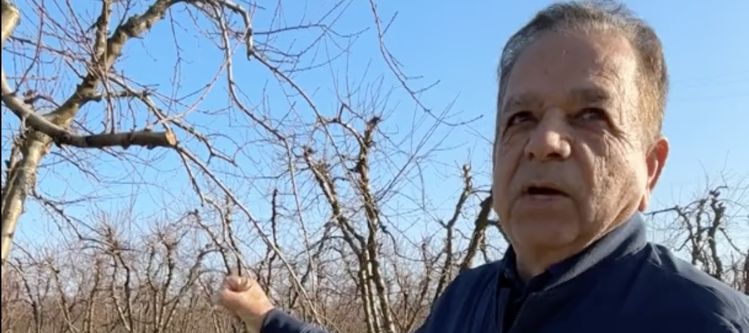 Peach farmer Sarb Johl describes what will happen to his peach trees due to the fallout from the Del Monte Foods bankruptcy.