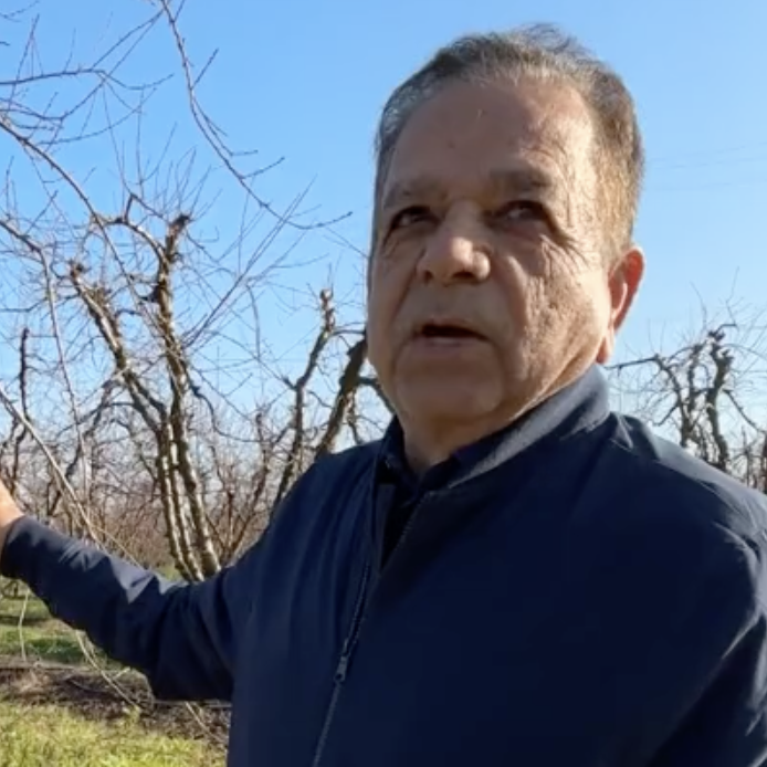 Peach farmer Sarb Johl describes what will happen to his peach trees due to the fallout from the Del Monte Foods bankruptcy.