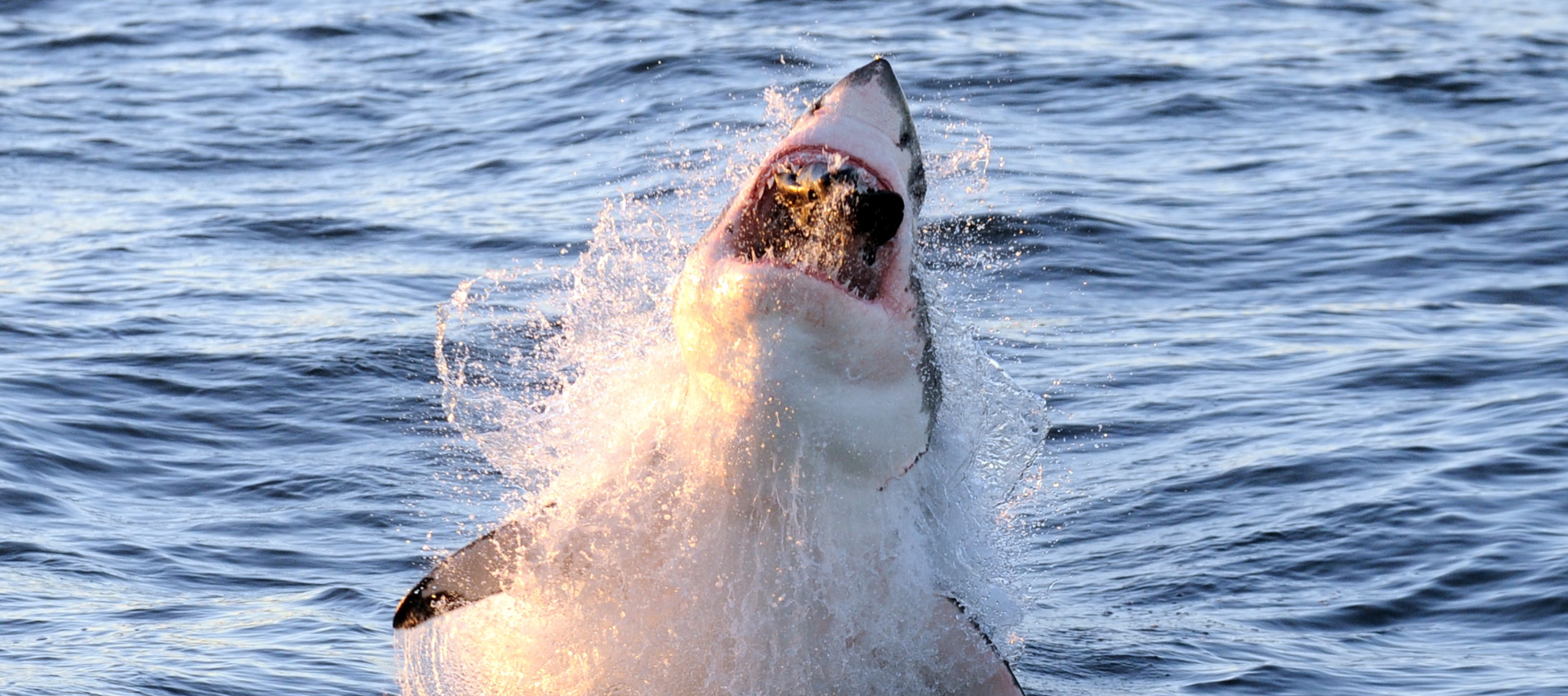 A great white shark jumping out of the water to eat a seal