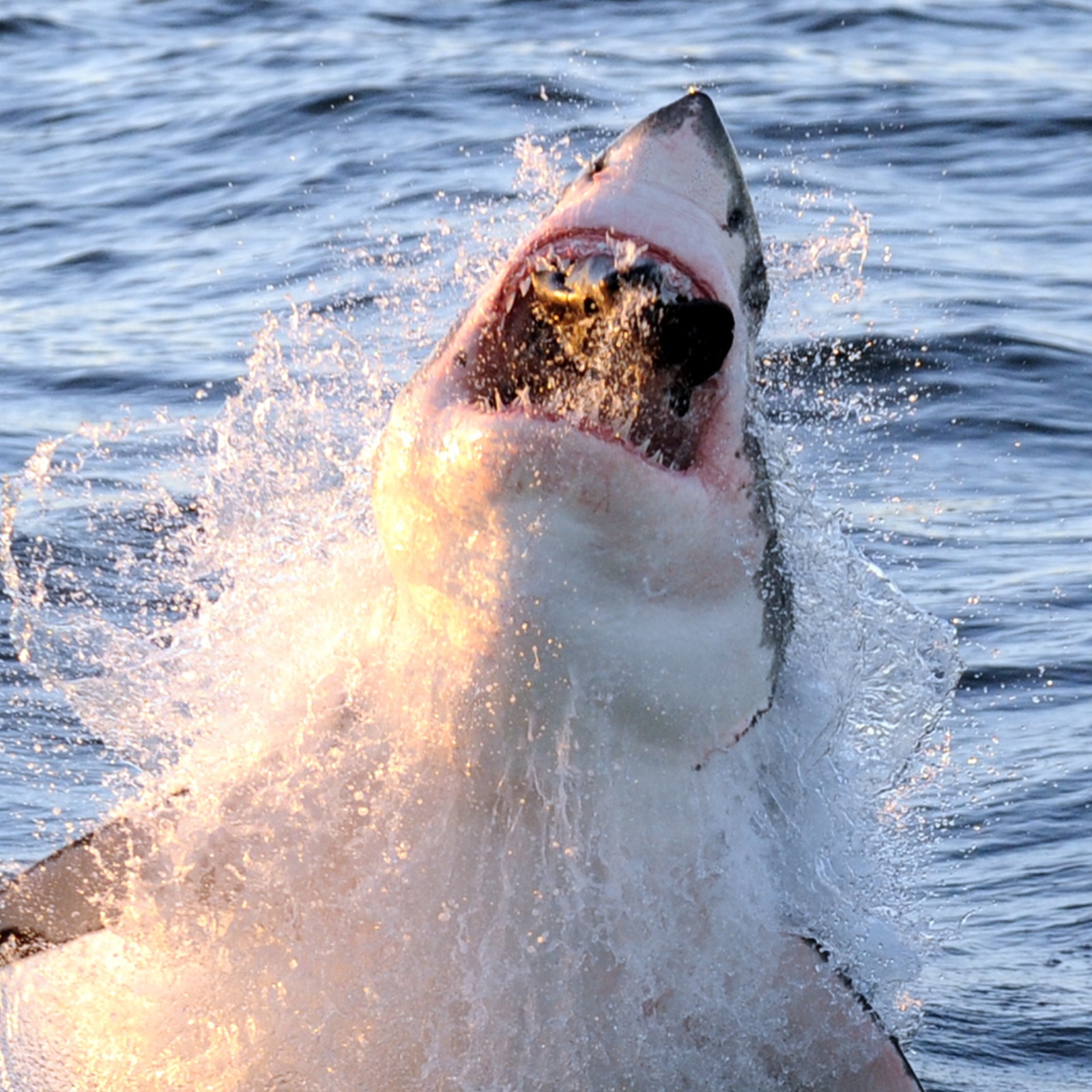 A great white shark jumping out of the water to eat a seal