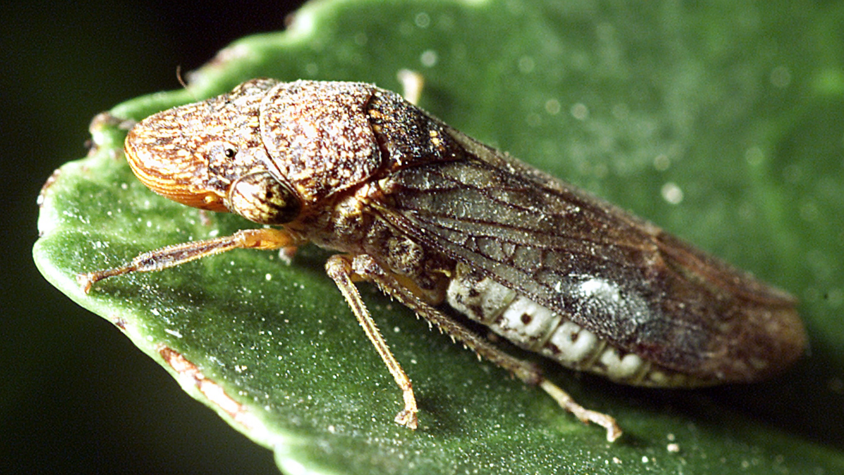 Invasive insects found in Costco plants: What to know
