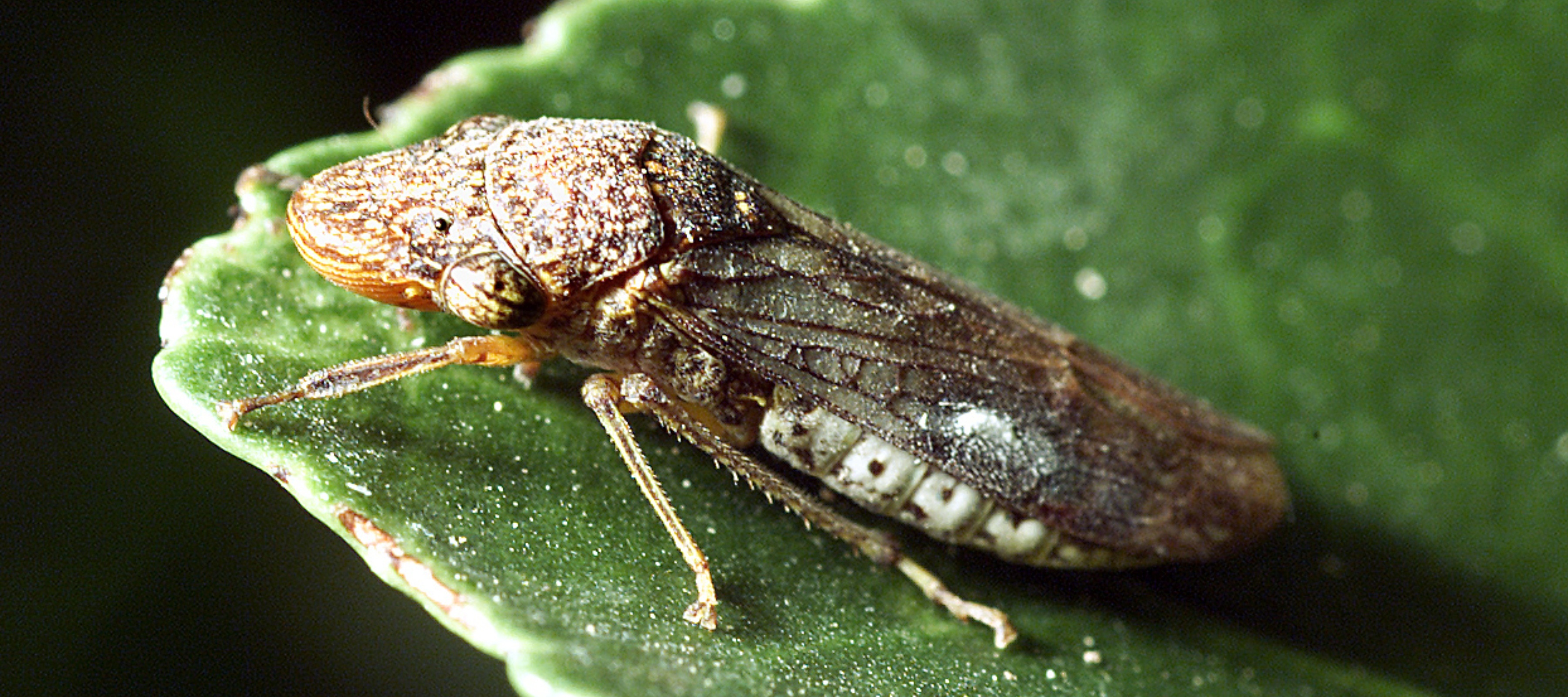 A close-up photo of a glassy-winged sharpshooter (GWSS) resting on a leaf