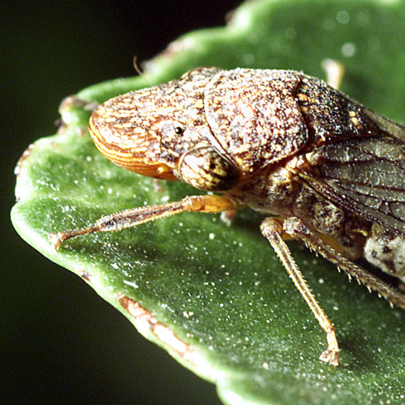 A close-up photo of a glassy-winged sharpshooter (GWSS) resting on a leaf