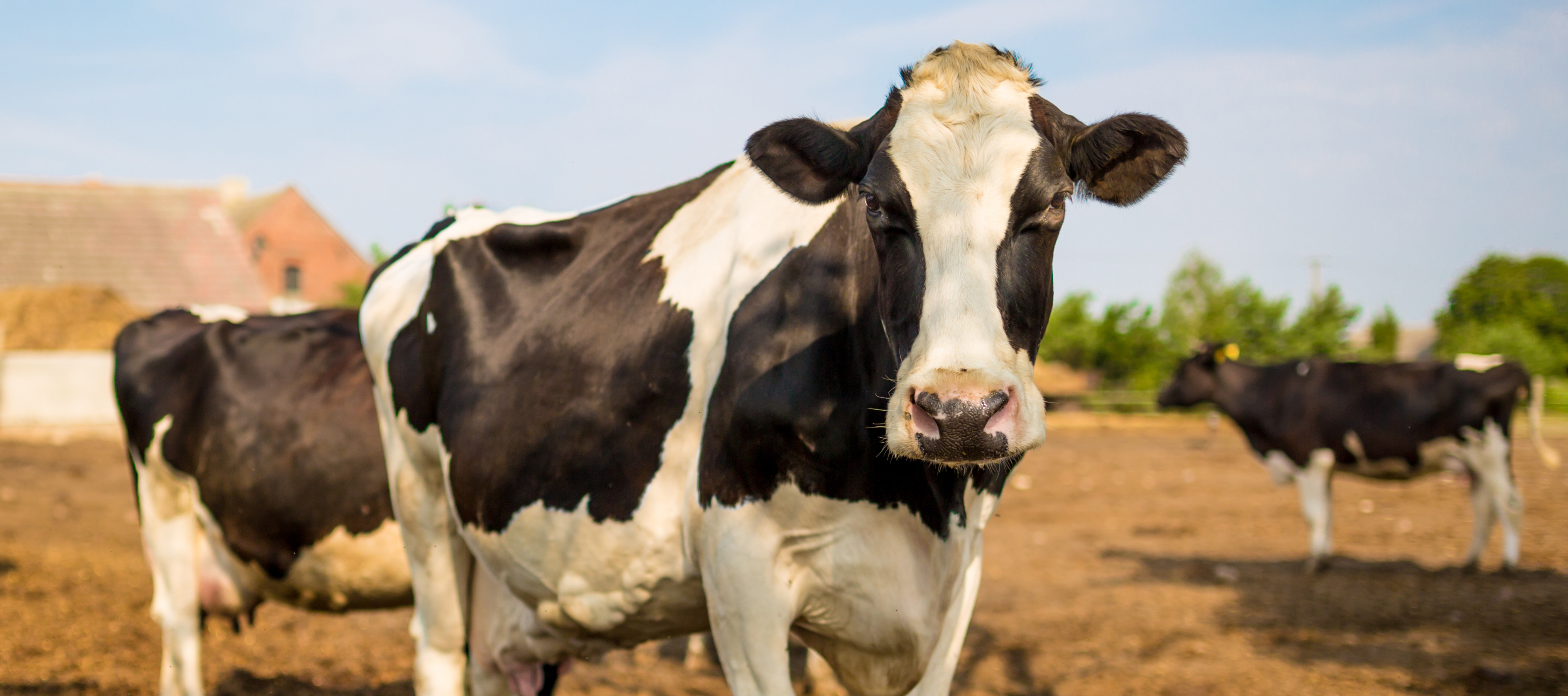 A black and white cow stands facing the camera in a sunny, rural pasture.