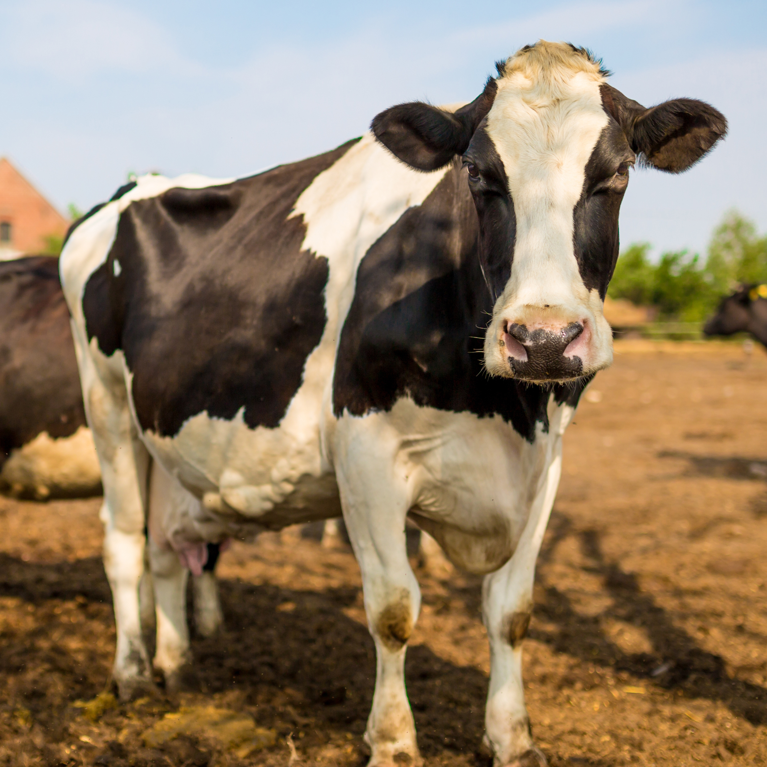 A black and white cow stands facing the camera in a sunny, rural pasture.
