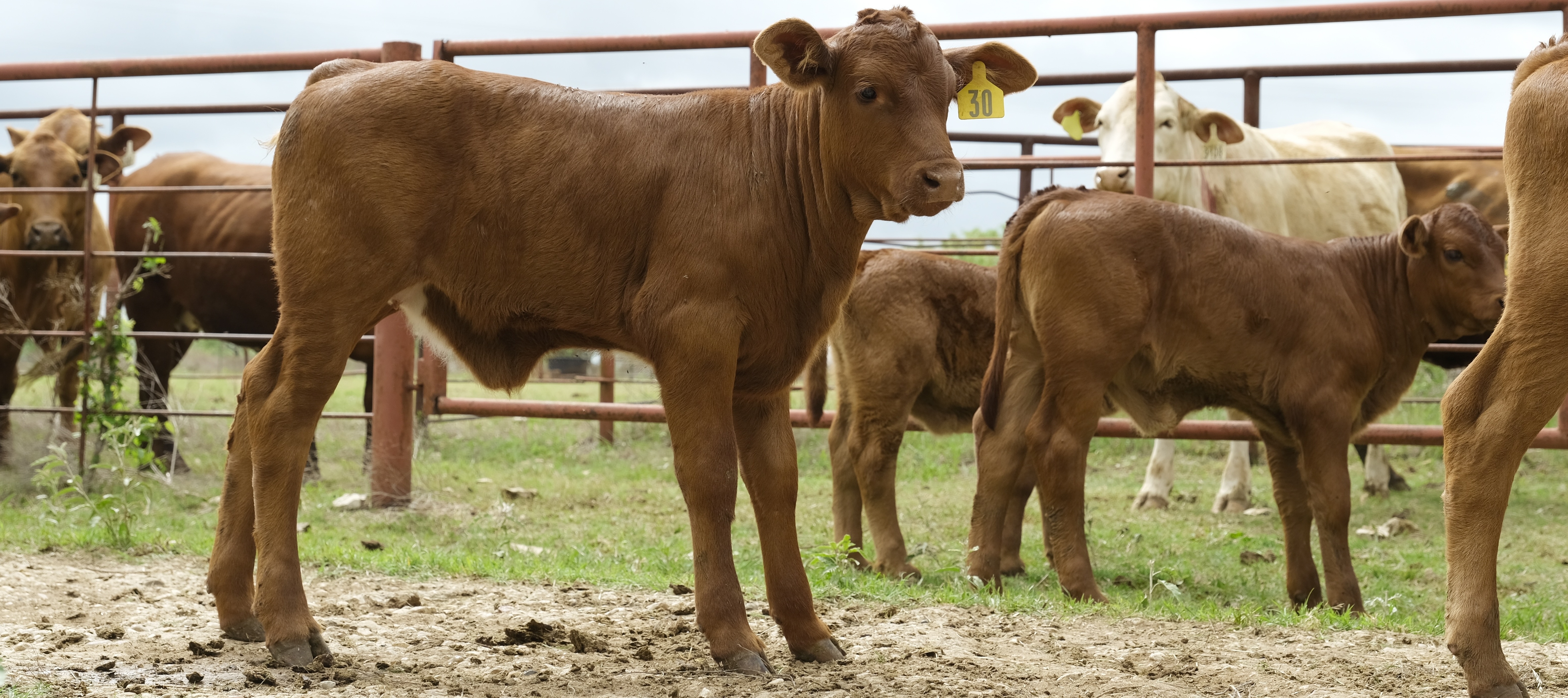 Beef cattle like the calves on this Texas ranch are now at risk of a long-eradicated disease.
