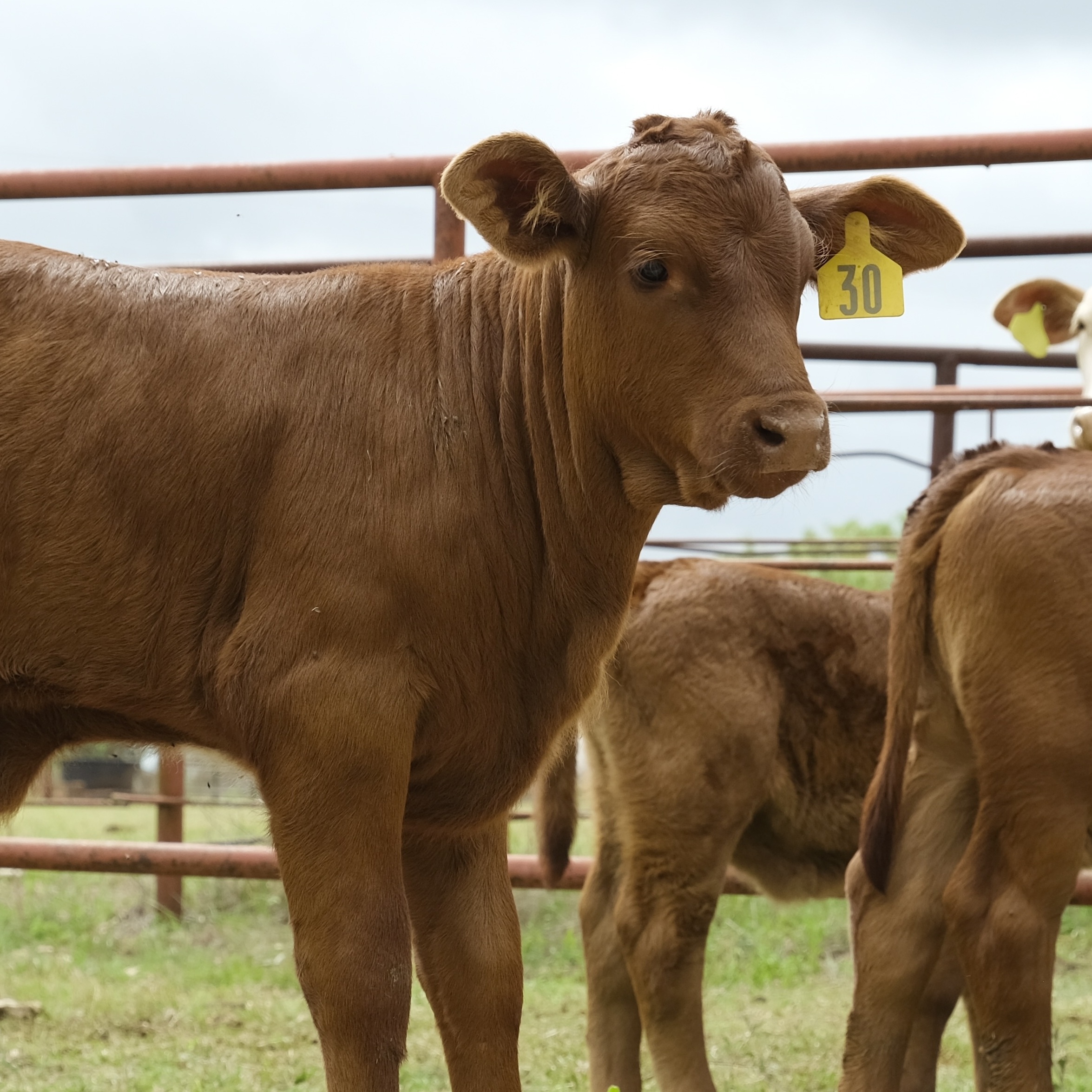 Beef cattle like the calves on this Texas ranch are now at risk of a long-eradicated disease.