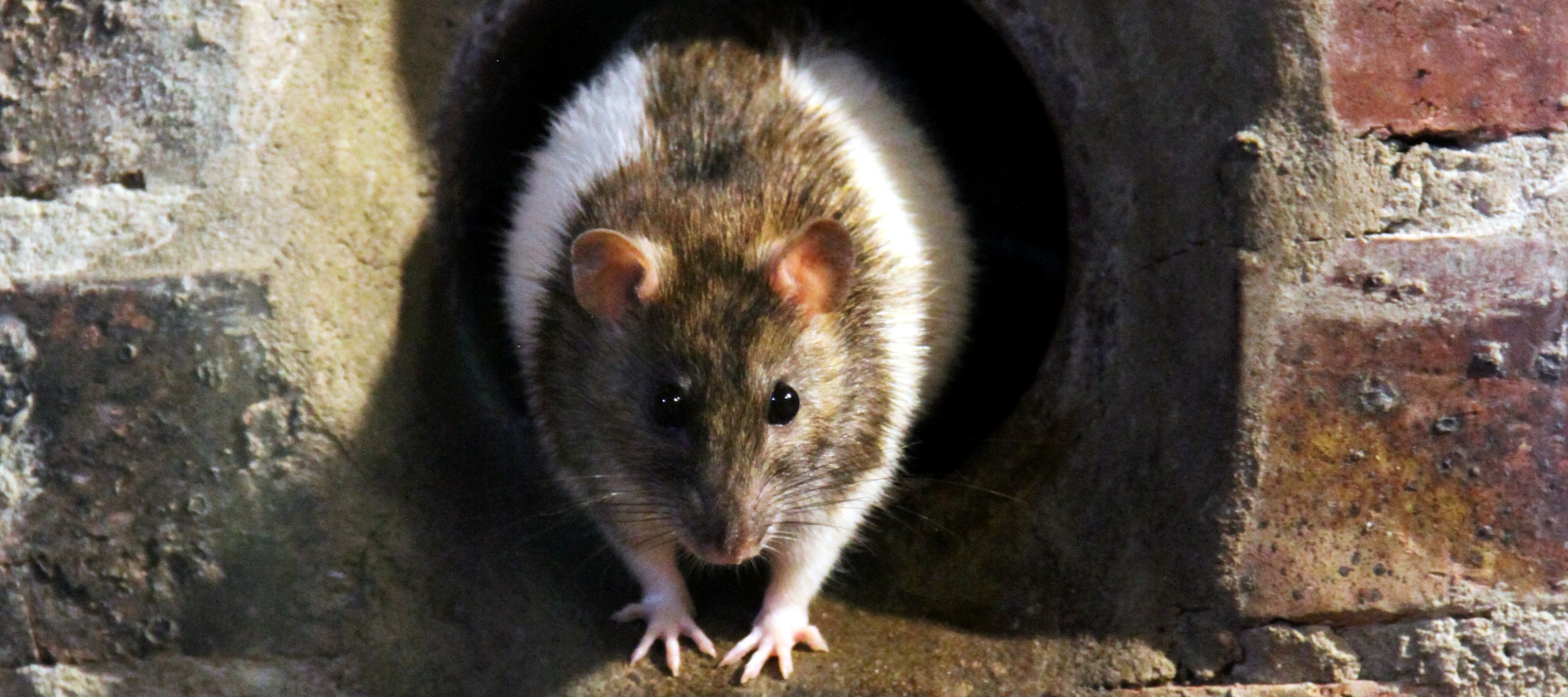 A rat crawling out of an air vent to say hi!