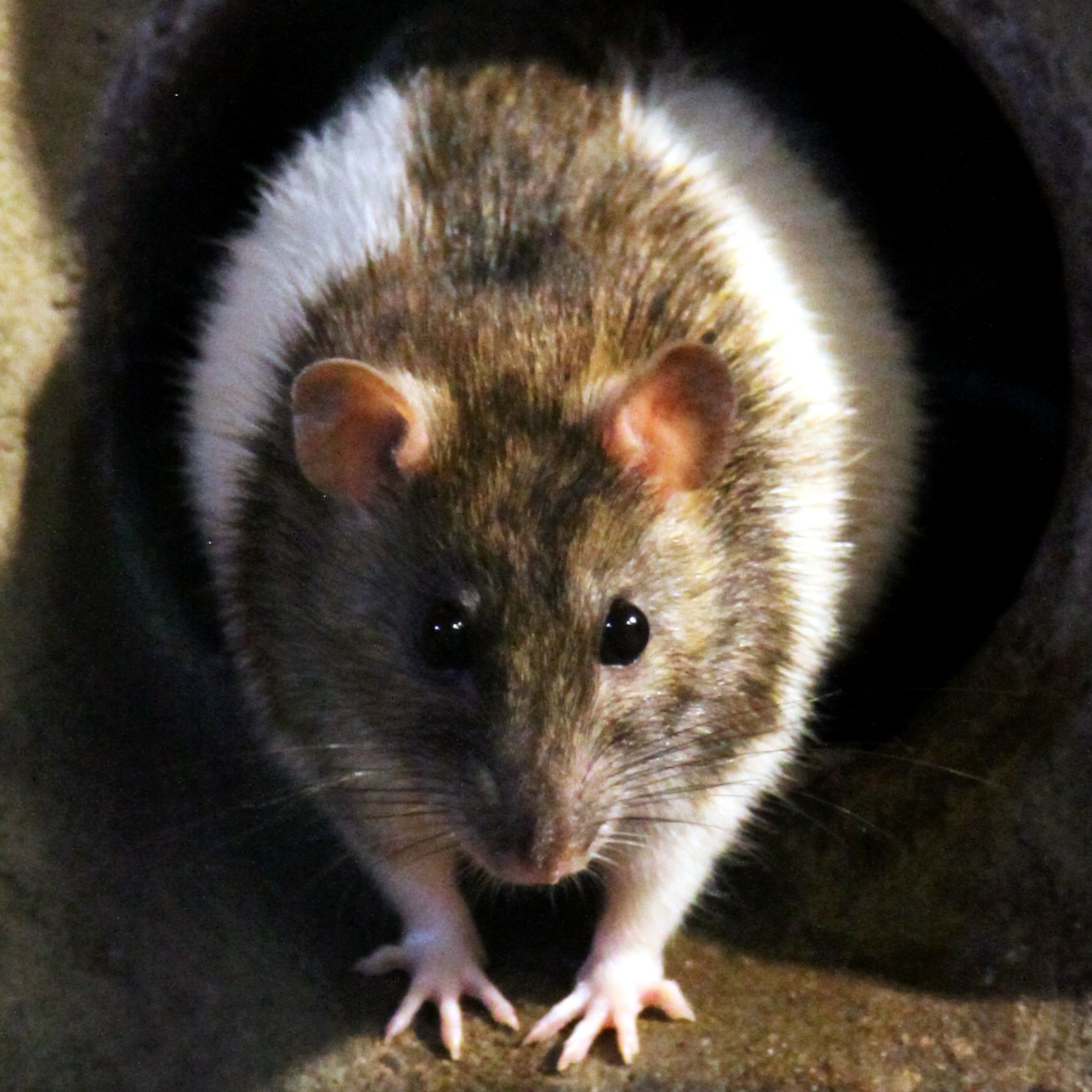A rat crawling out of an air vent to say hi!