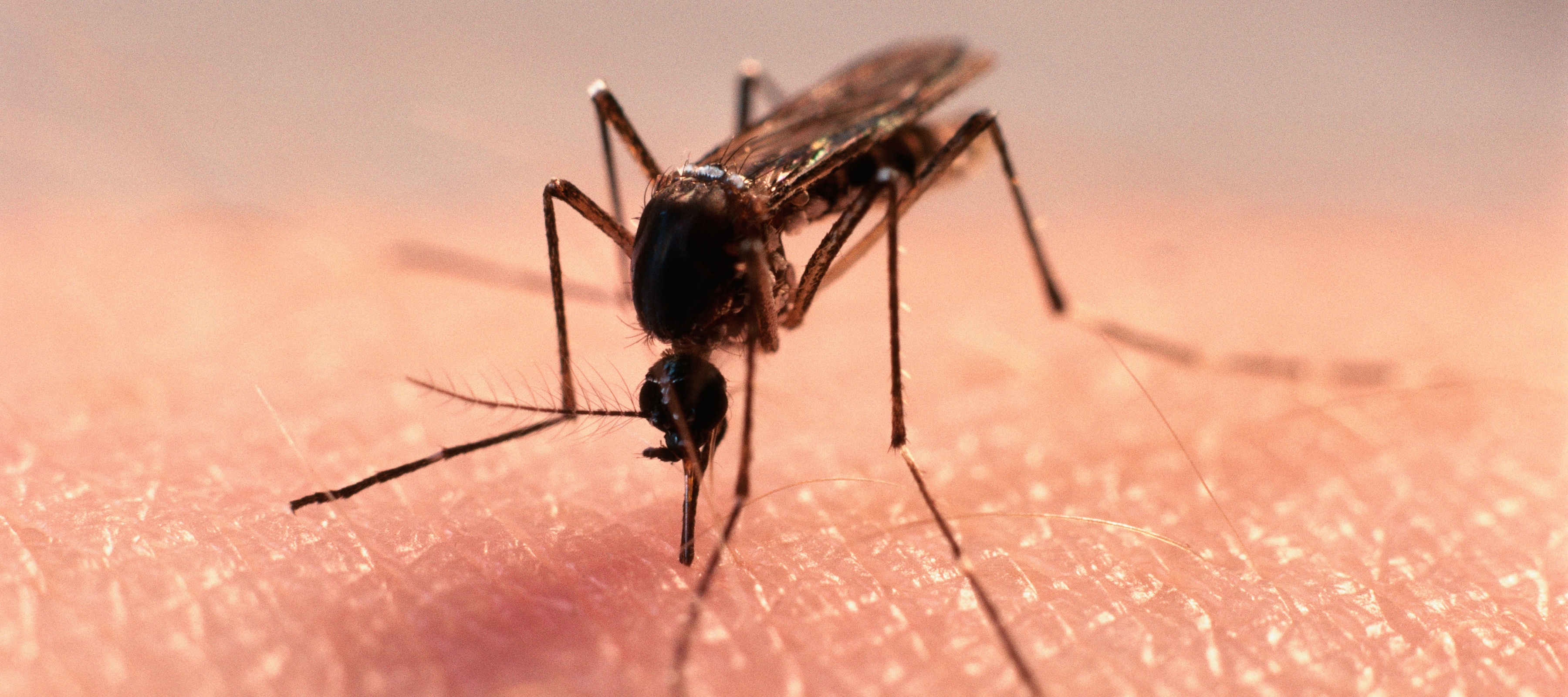 A close-up of a mosquito feeding on a human