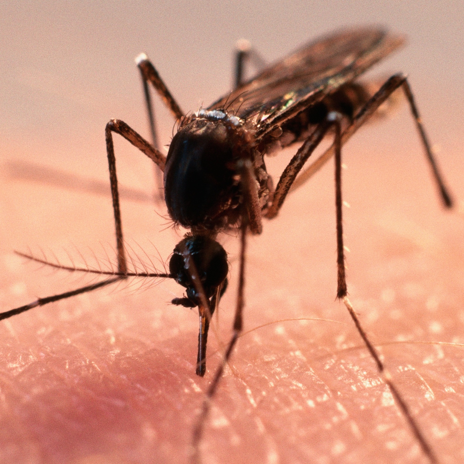 A close-up of a mosquito feeding on a human