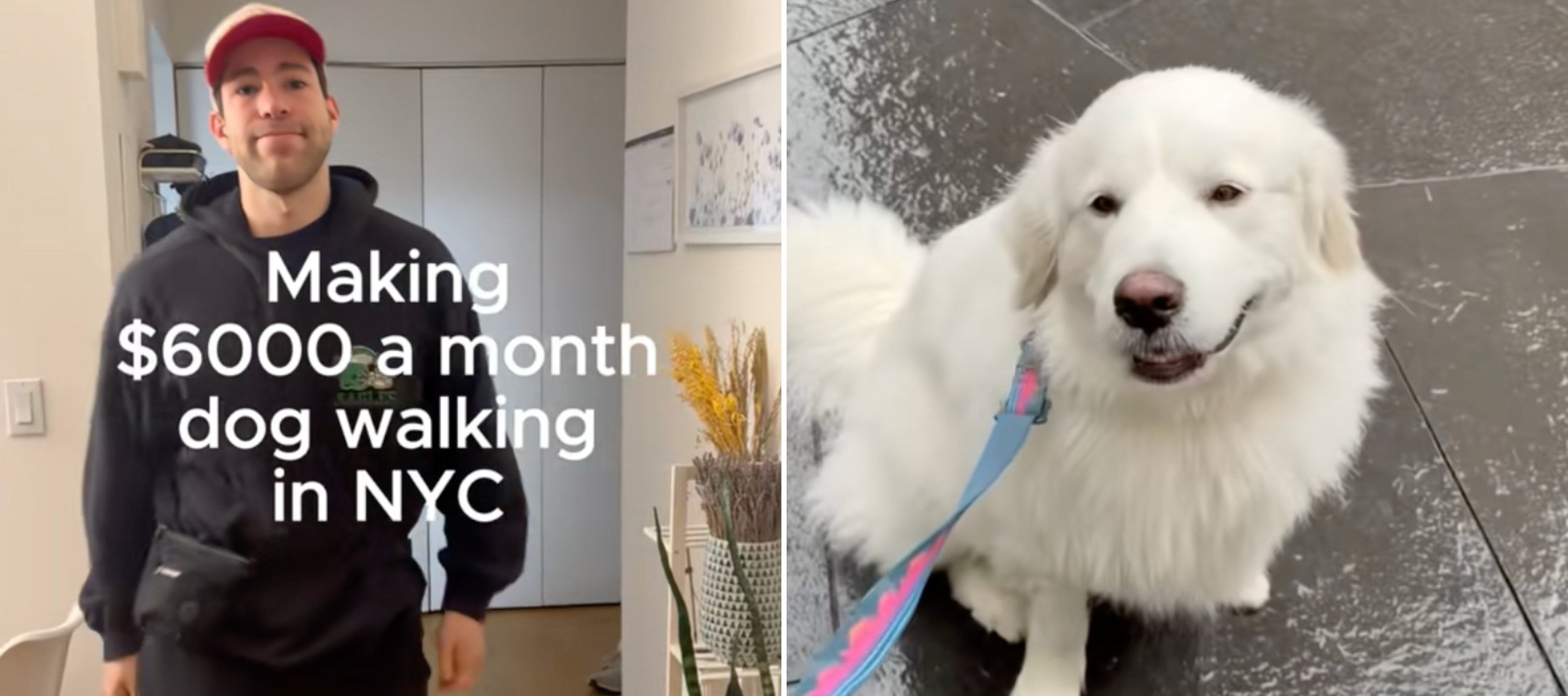 L: Coby Goodhart preparing to walk dogs, R: Great Pyrenees dog