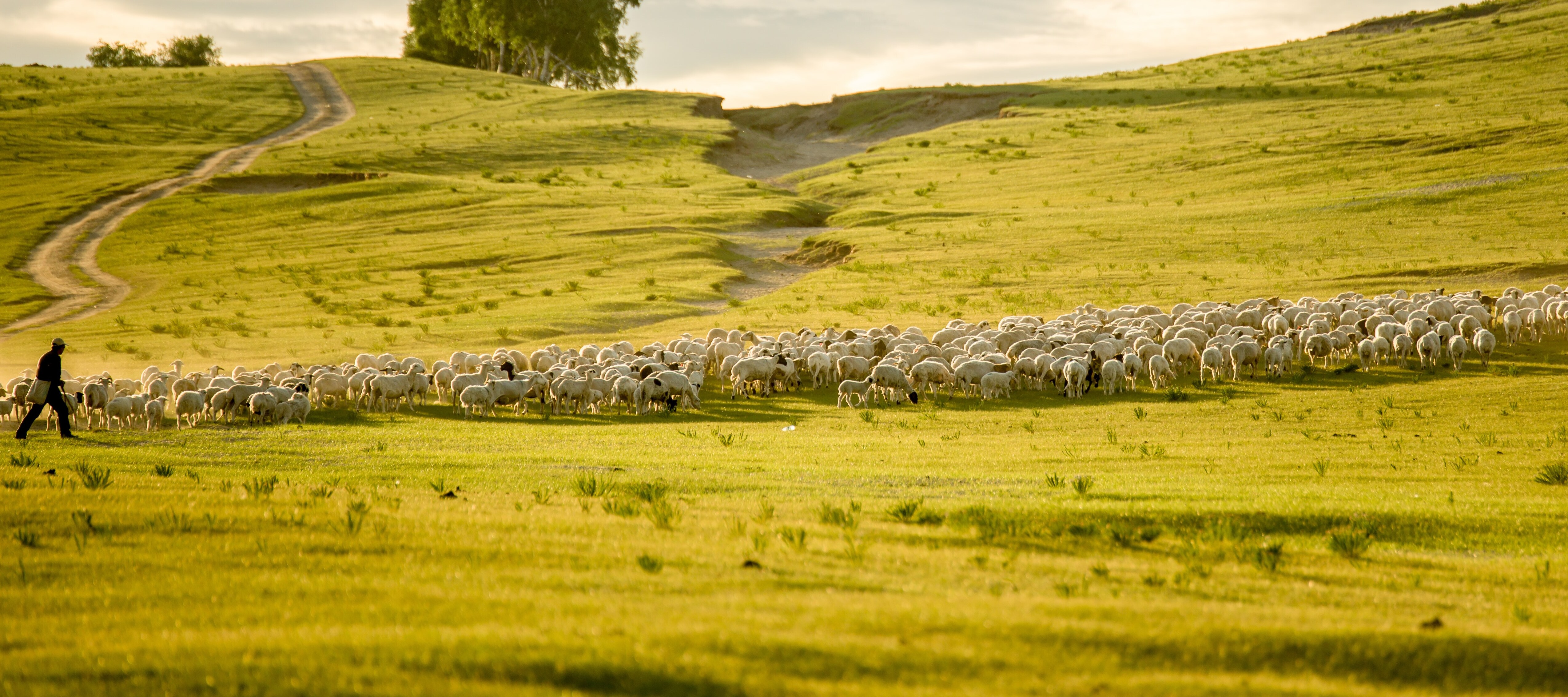 Shepherd and sheep in Mongolia
