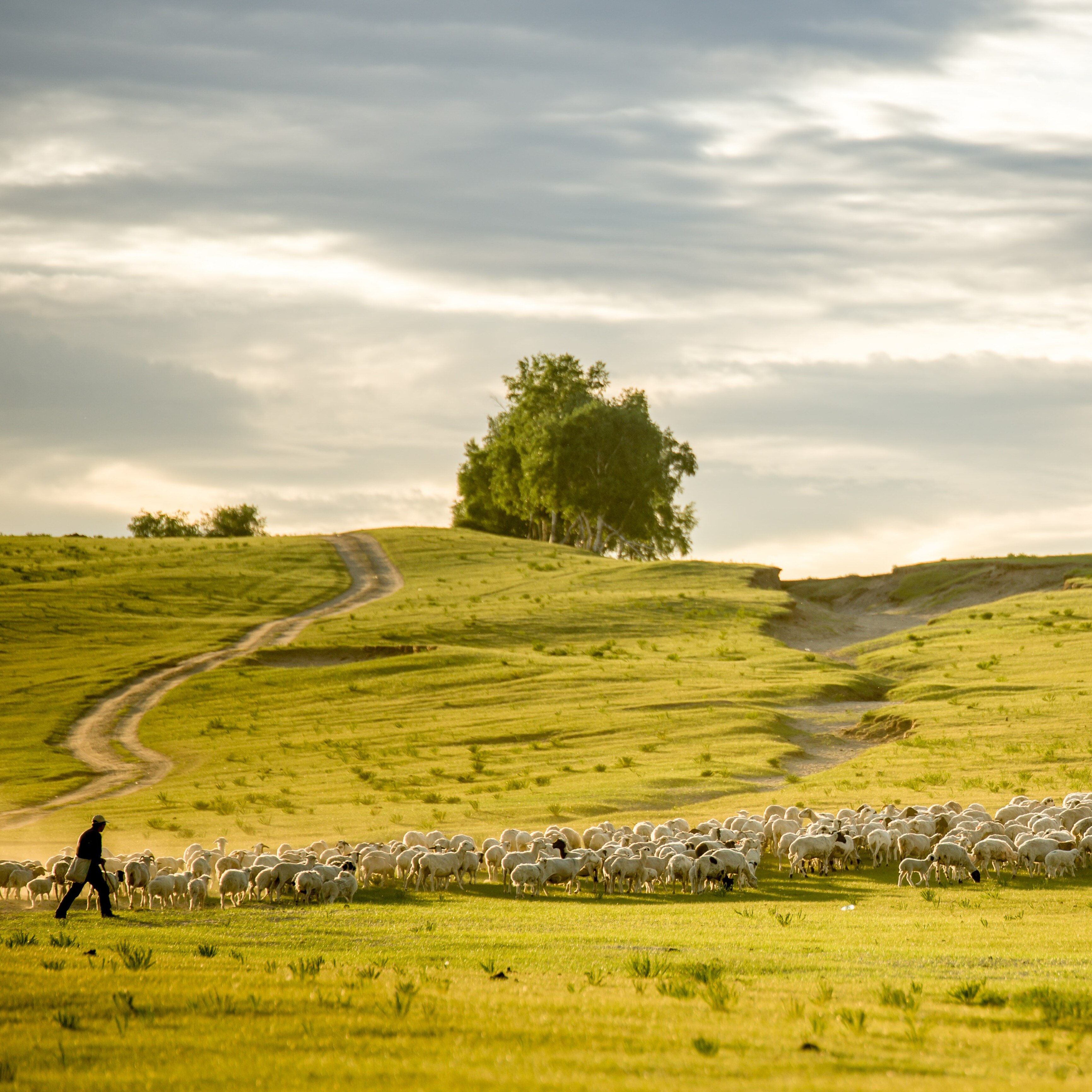 Shepherd and sheep in Mongolia