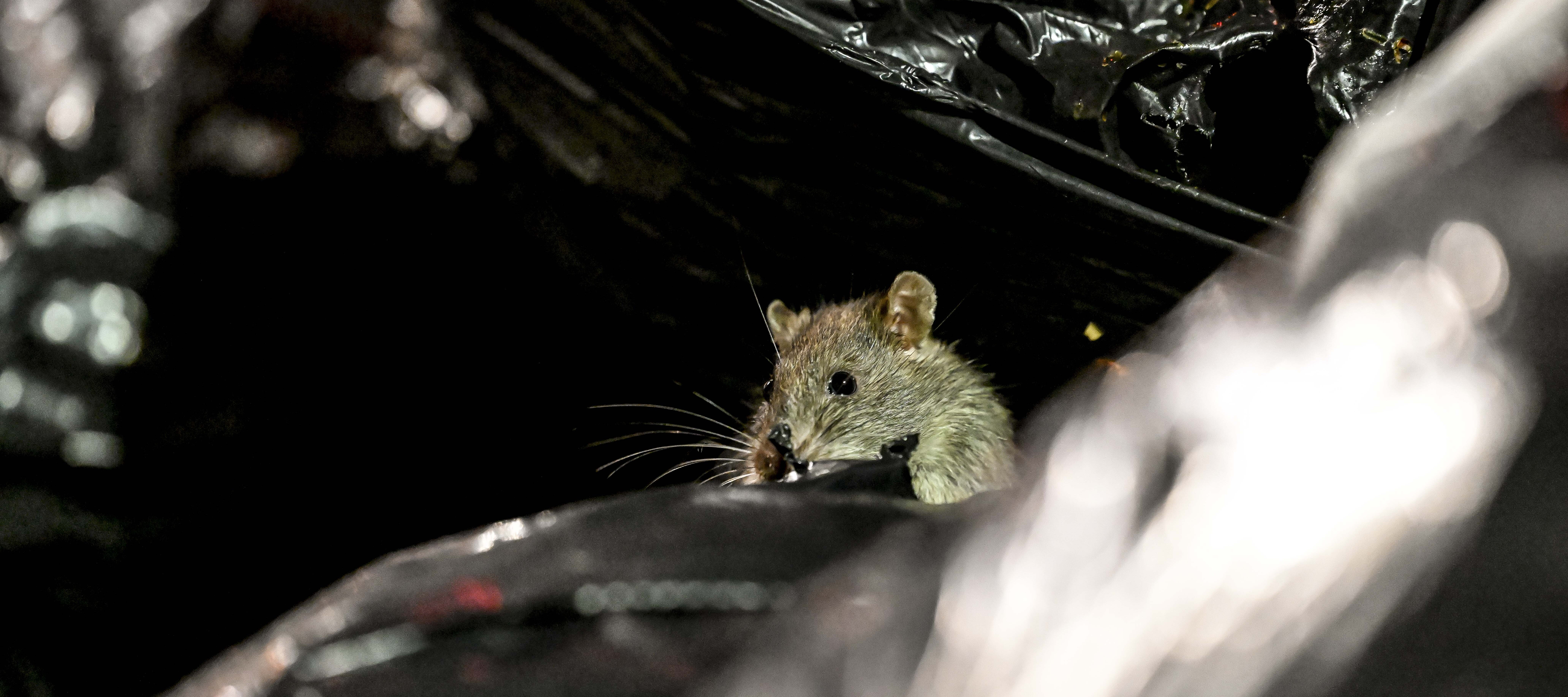 A rat rummages through the trash.